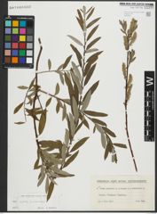 Foto von Salix repens L. x Salix viminalis L.